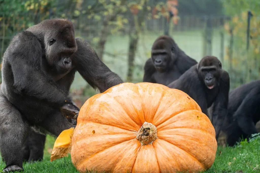 gorilla reuzenpompoen ties van den hoek 1