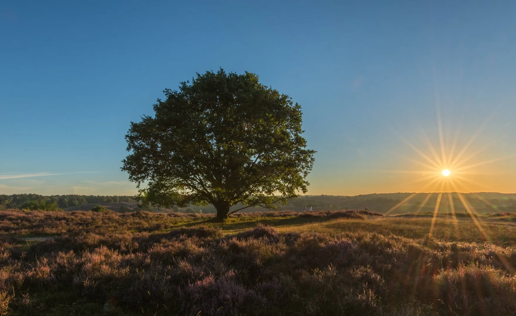 het veranderende landschap van rheden pixabay