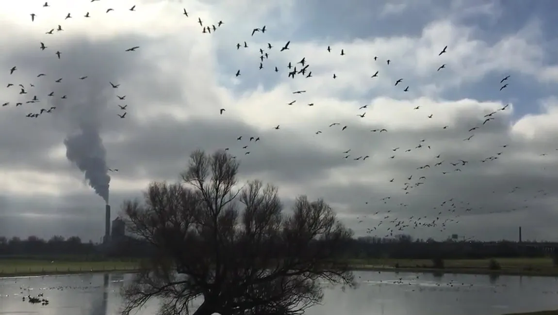 impact op ganzenpopulaties en andere vogelsoorten op voorgenomen plaatsing windmolens in velperwaarden