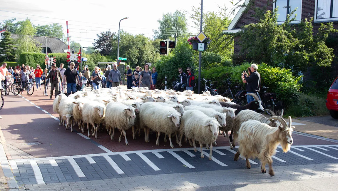 intocht schaapskudde bonte schaap festival 2022