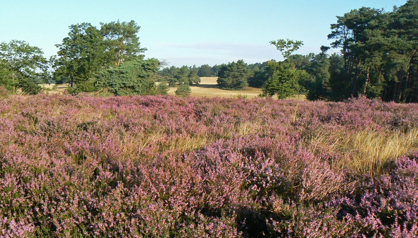 ivnov bloeiende heide