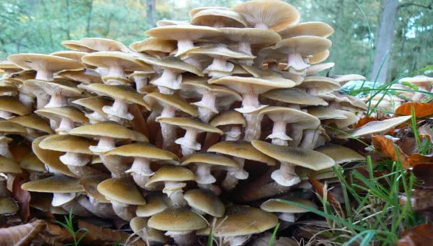 jmknmjiucc9qjkj4negwcmg3j paddenstoelen wandeling ivn