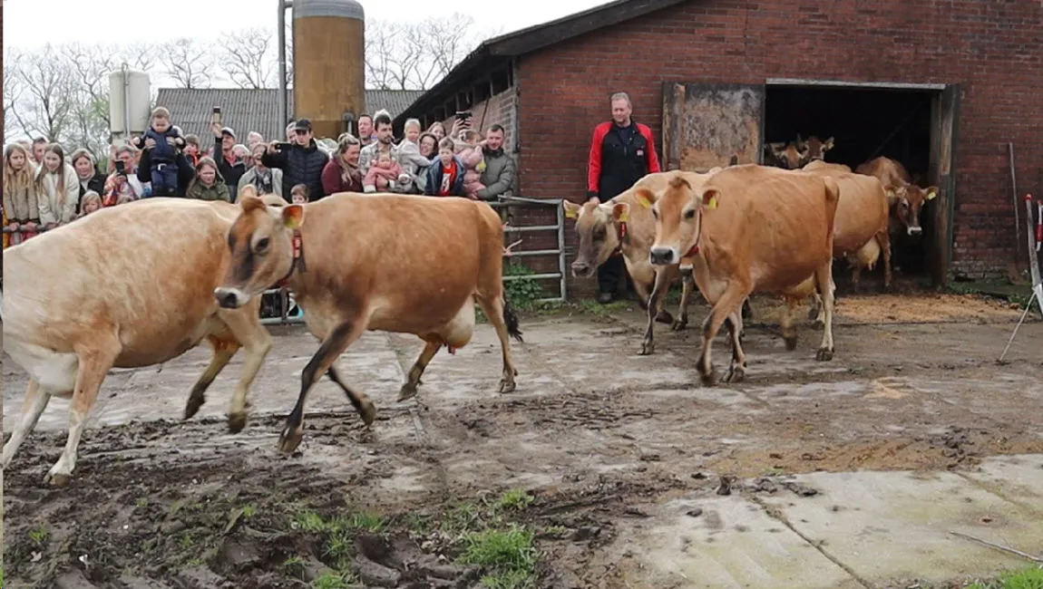 koeiendans biologische boerderijwinkel de nieuwenburgt 2024 0