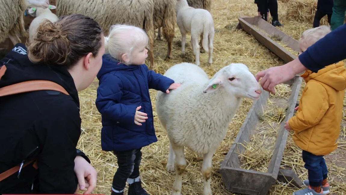 lammetjesdag rhedense schaapskudde 2019 15