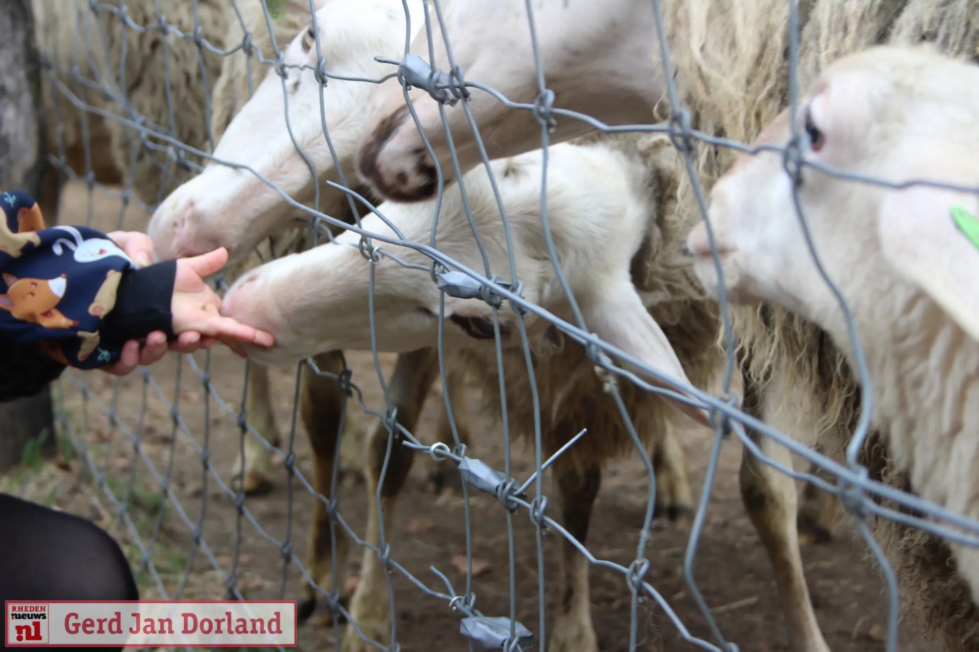 lammetjesdag rhedense schaapskudde 2019 191