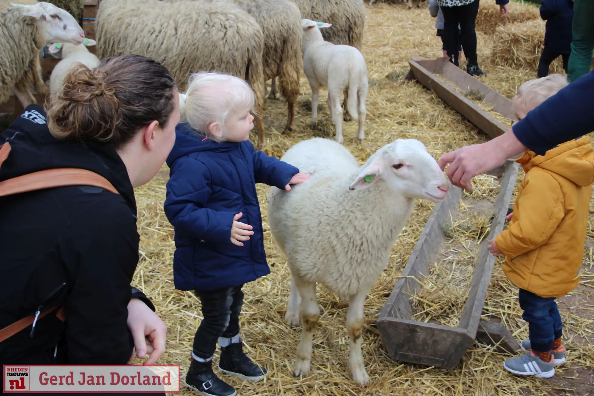 lammetjesdag rhedense schaapskudde 2019 261