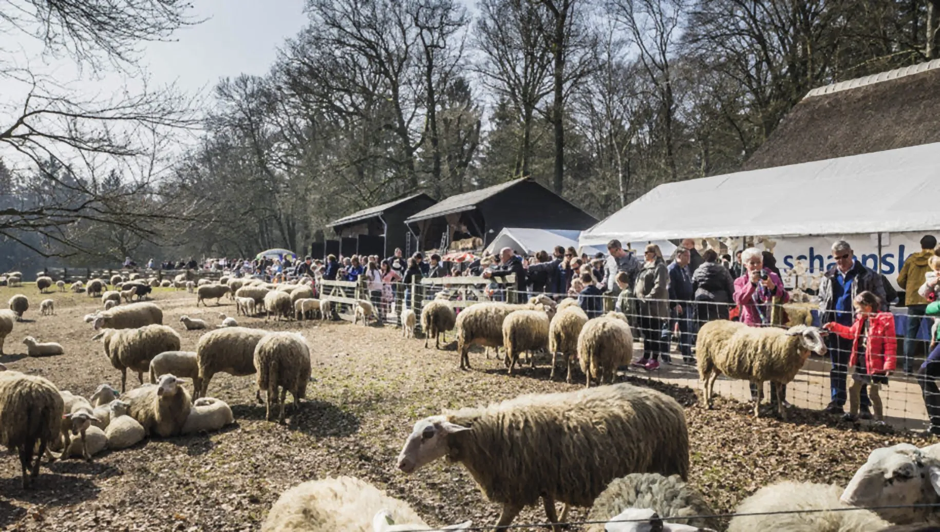 lammetjesdag rhedense schaapskudde 2019