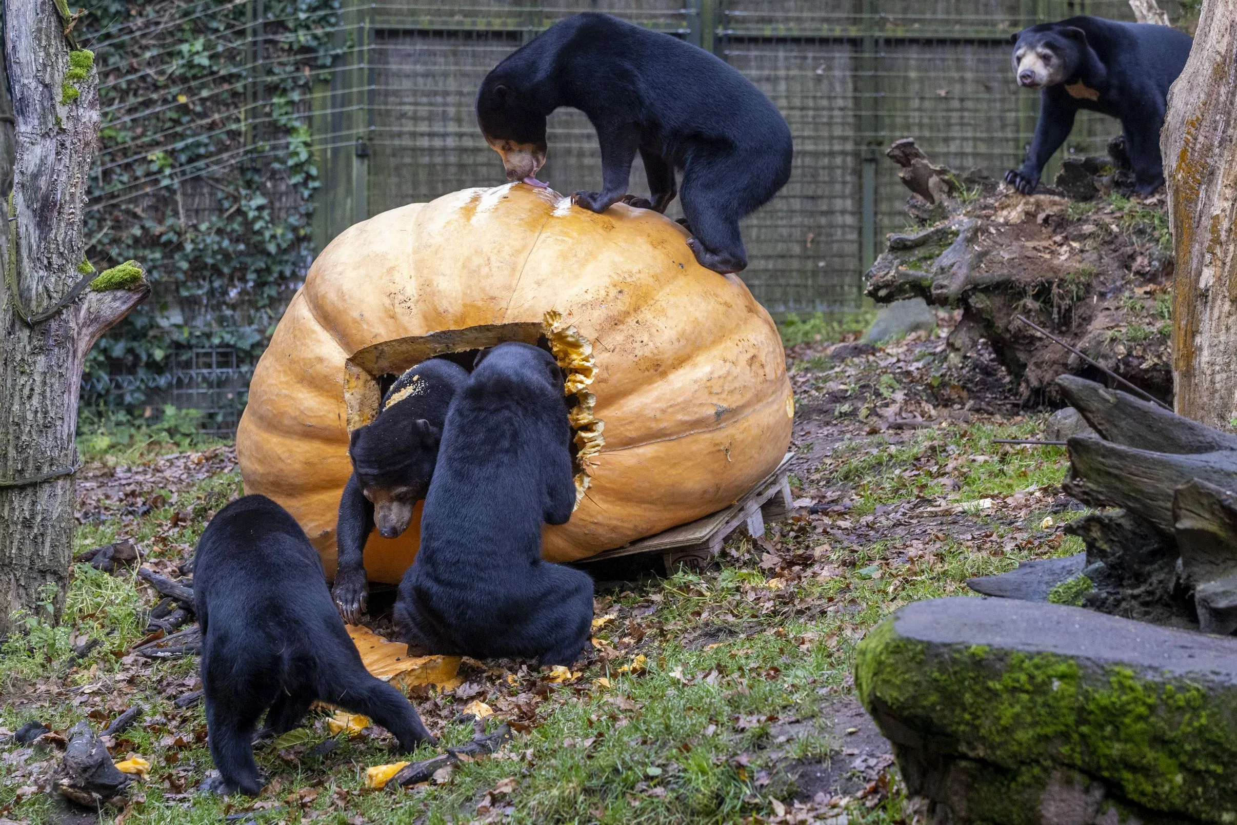 maleise beren reuzenpompoen 3klein