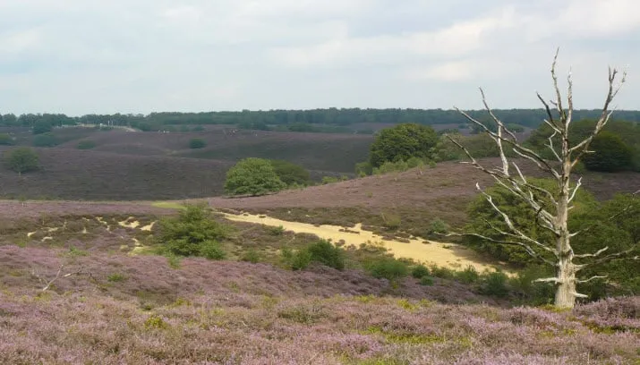 natuurcursus landschap