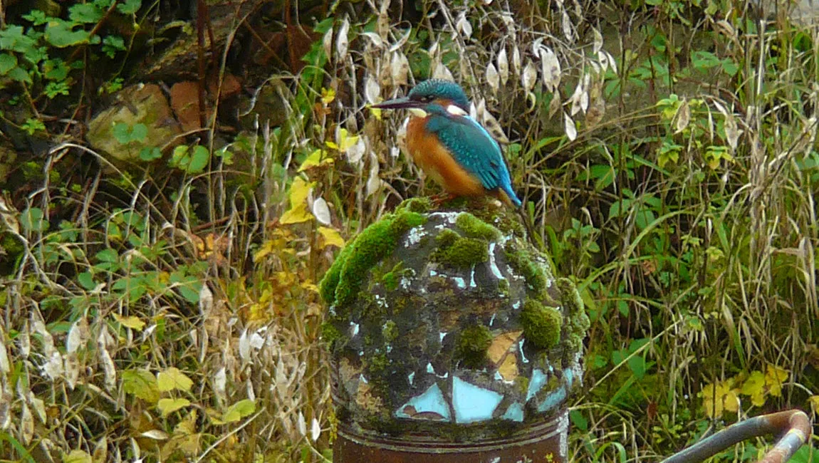 natuurvriendelijke tuinen tuin van sjef