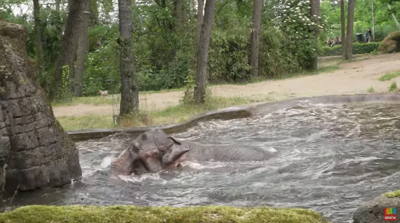 olifanten wapenen zich tegen de tropische warmte1 sarah derksen koninklijke burgers zoo