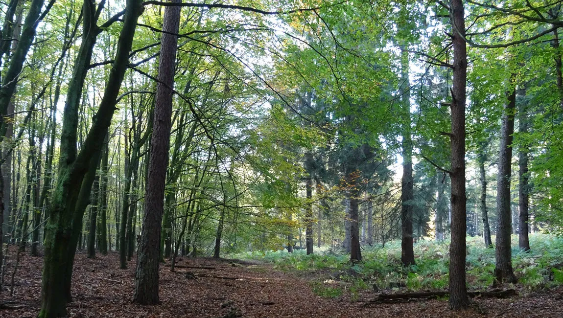 onzalige bossen ivn oost veluwezoom