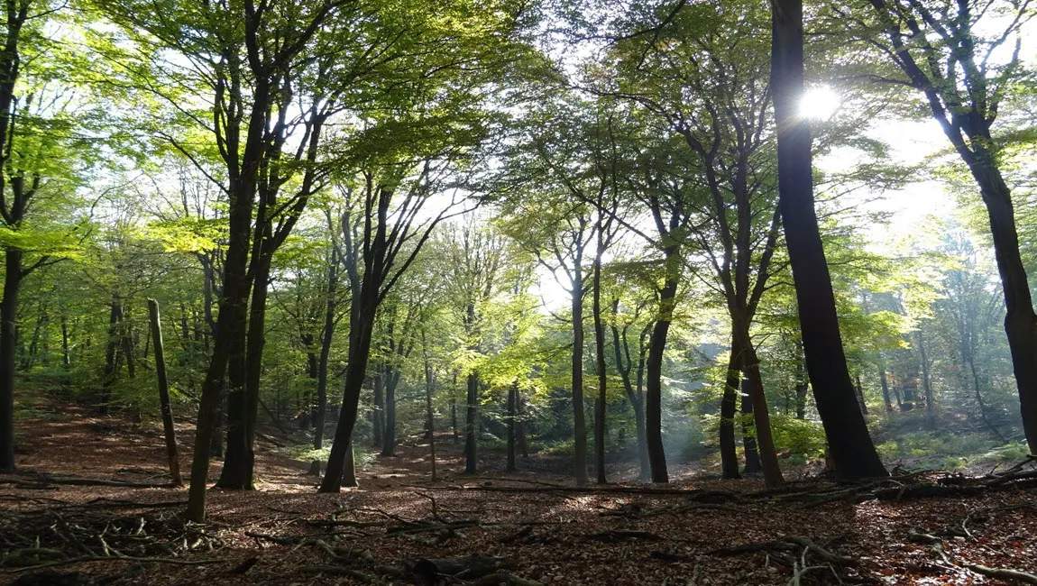 onzalige bossen ivn oost veluwezoom1