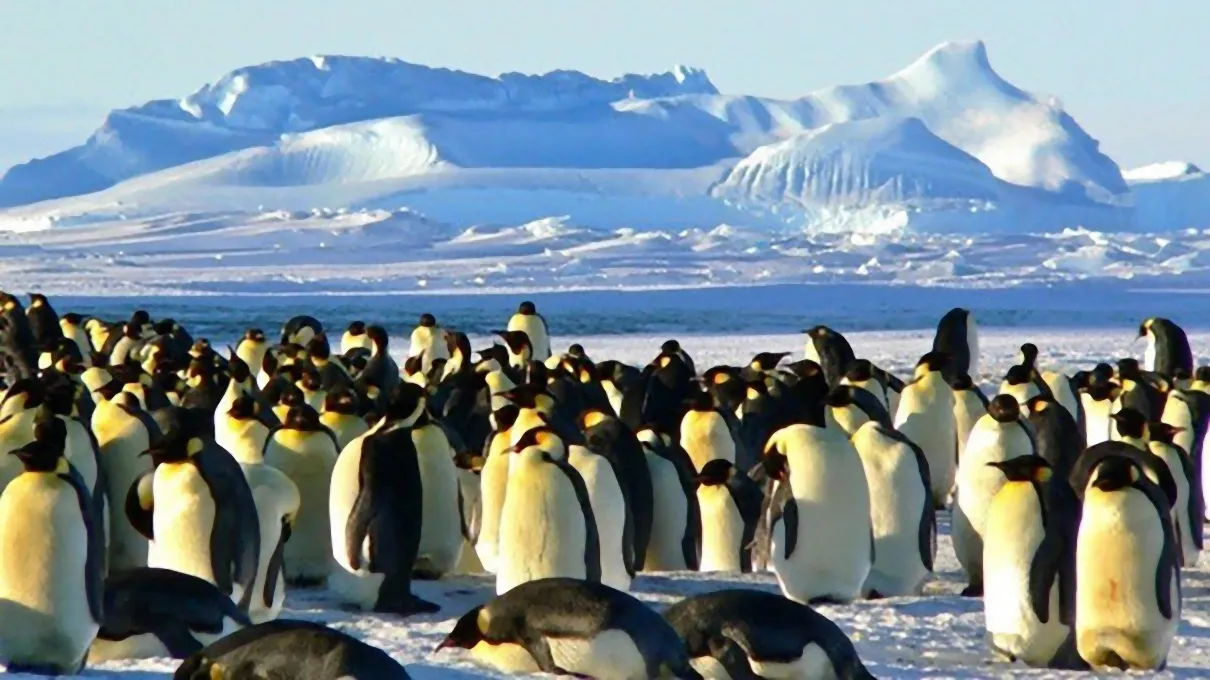 pinguin