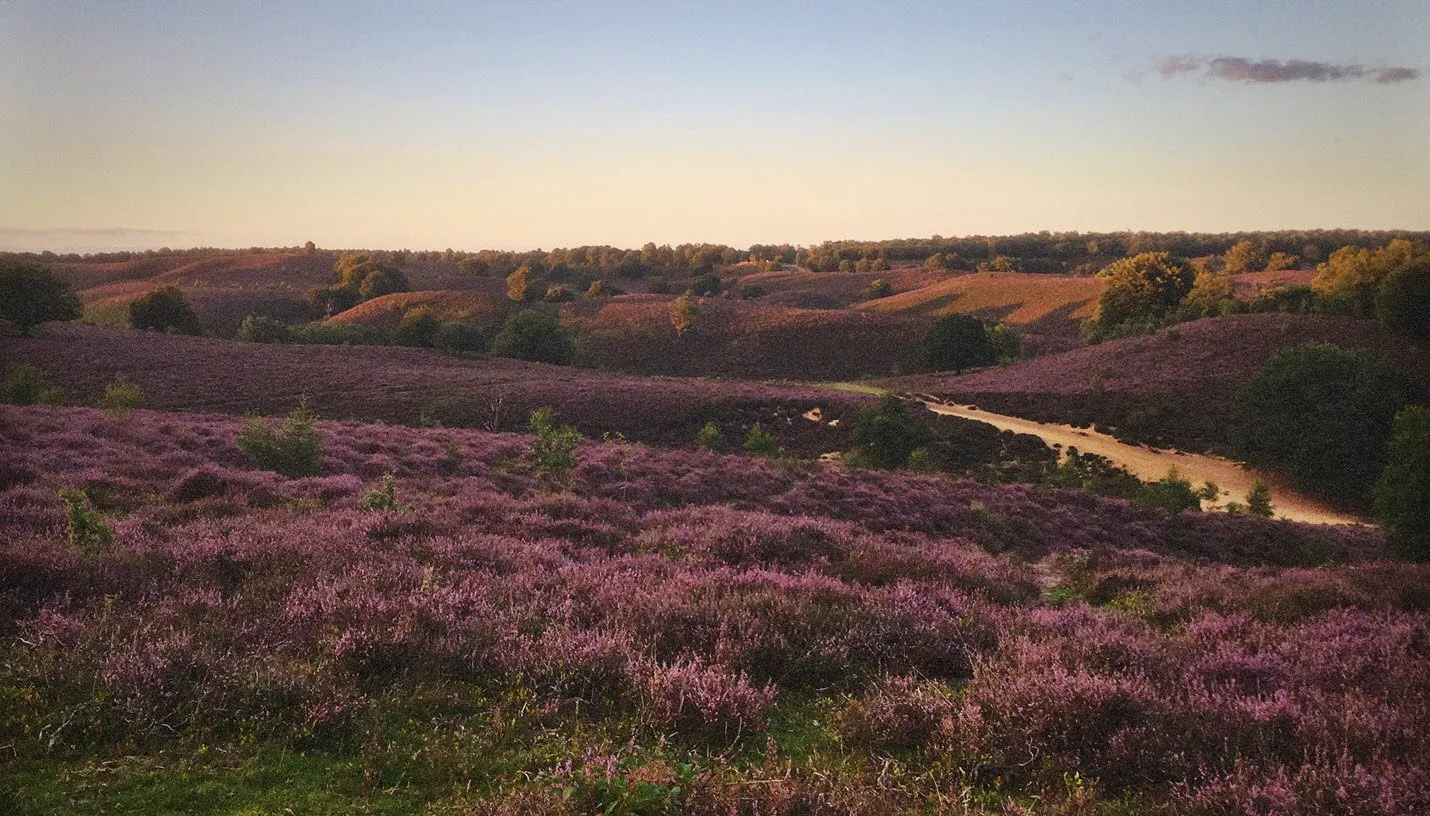 posbank bloeiende heide jamie lebbink fotografie