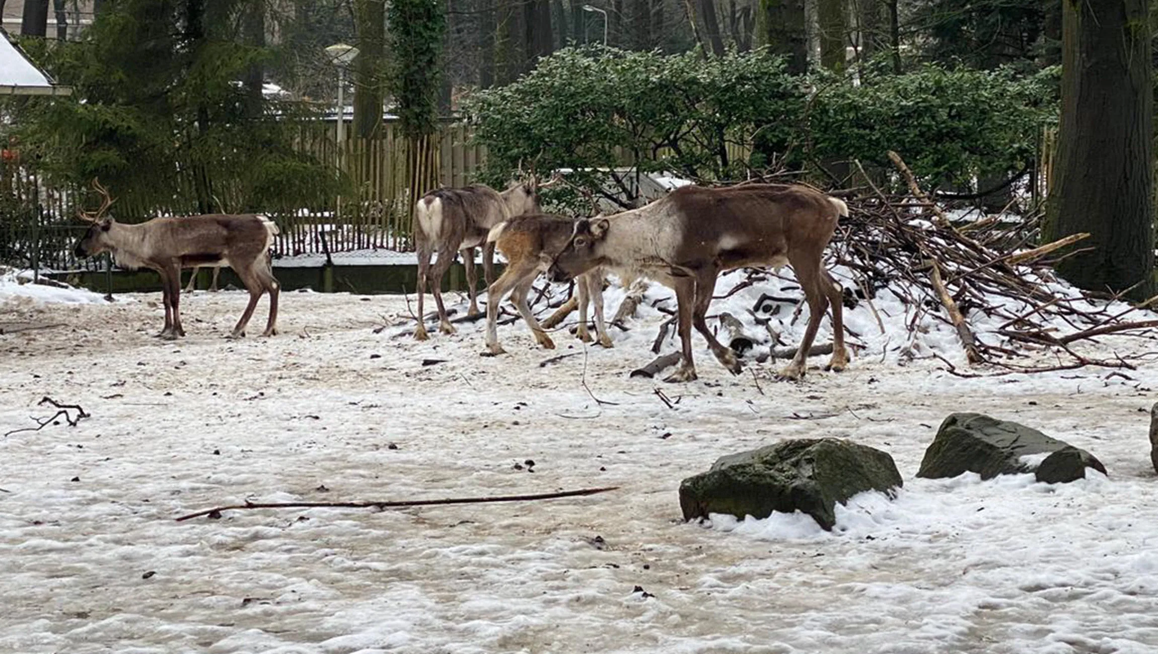 rendieren rhedennieuwsnl