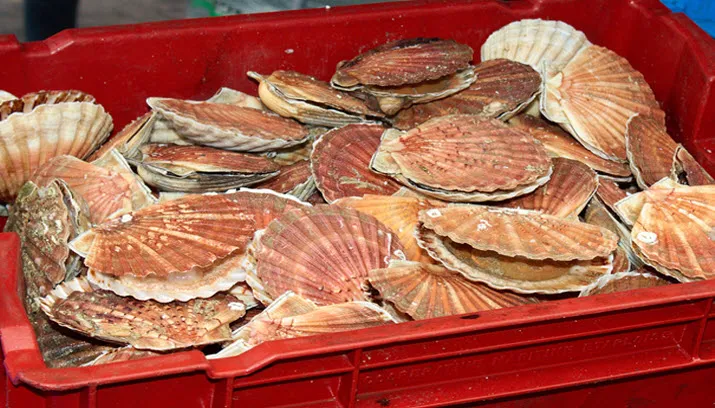 rheden nieuws eet smakelijk vis zigazou76 on fotercom