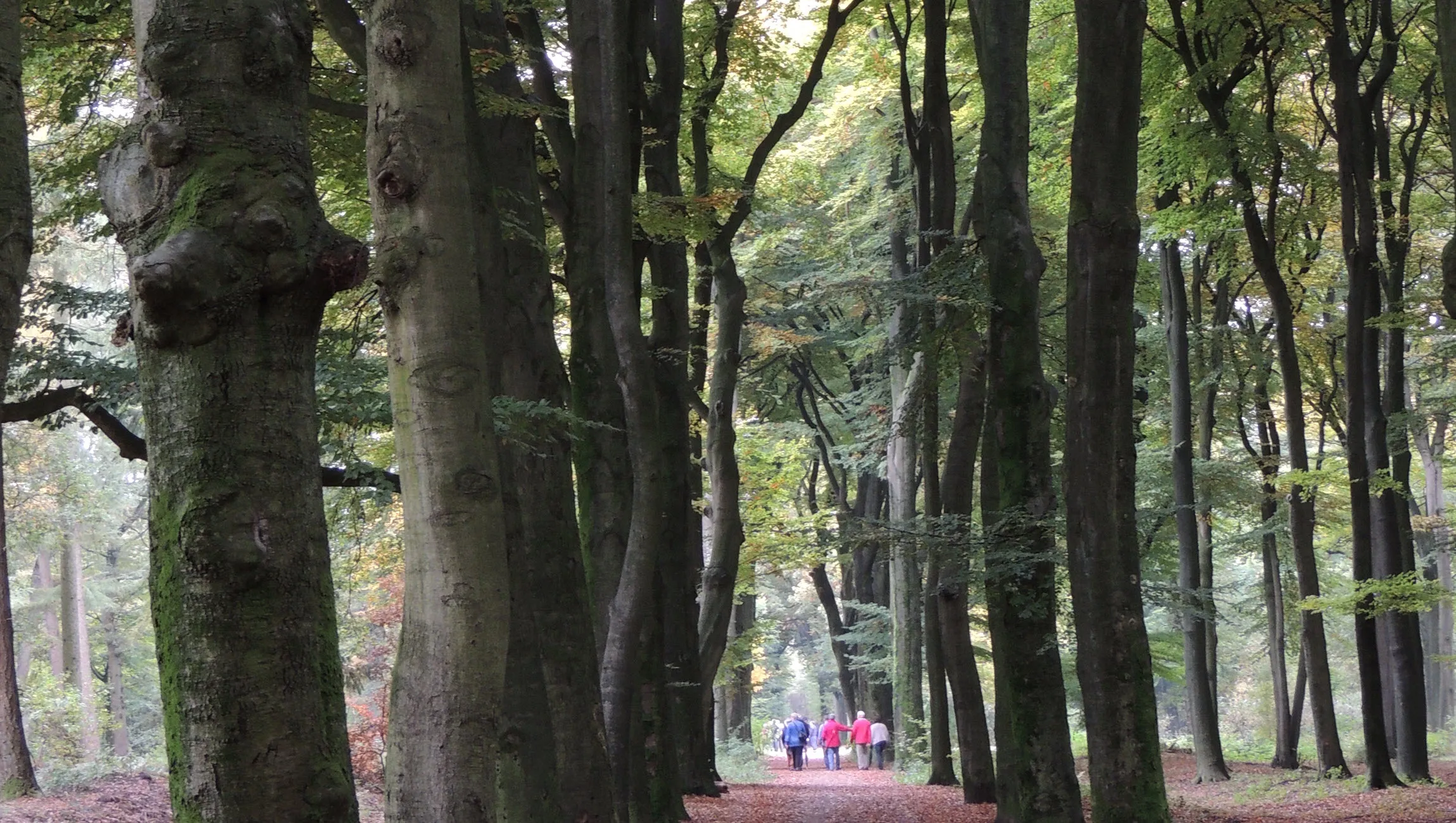 rozendaalse bos willem cramer