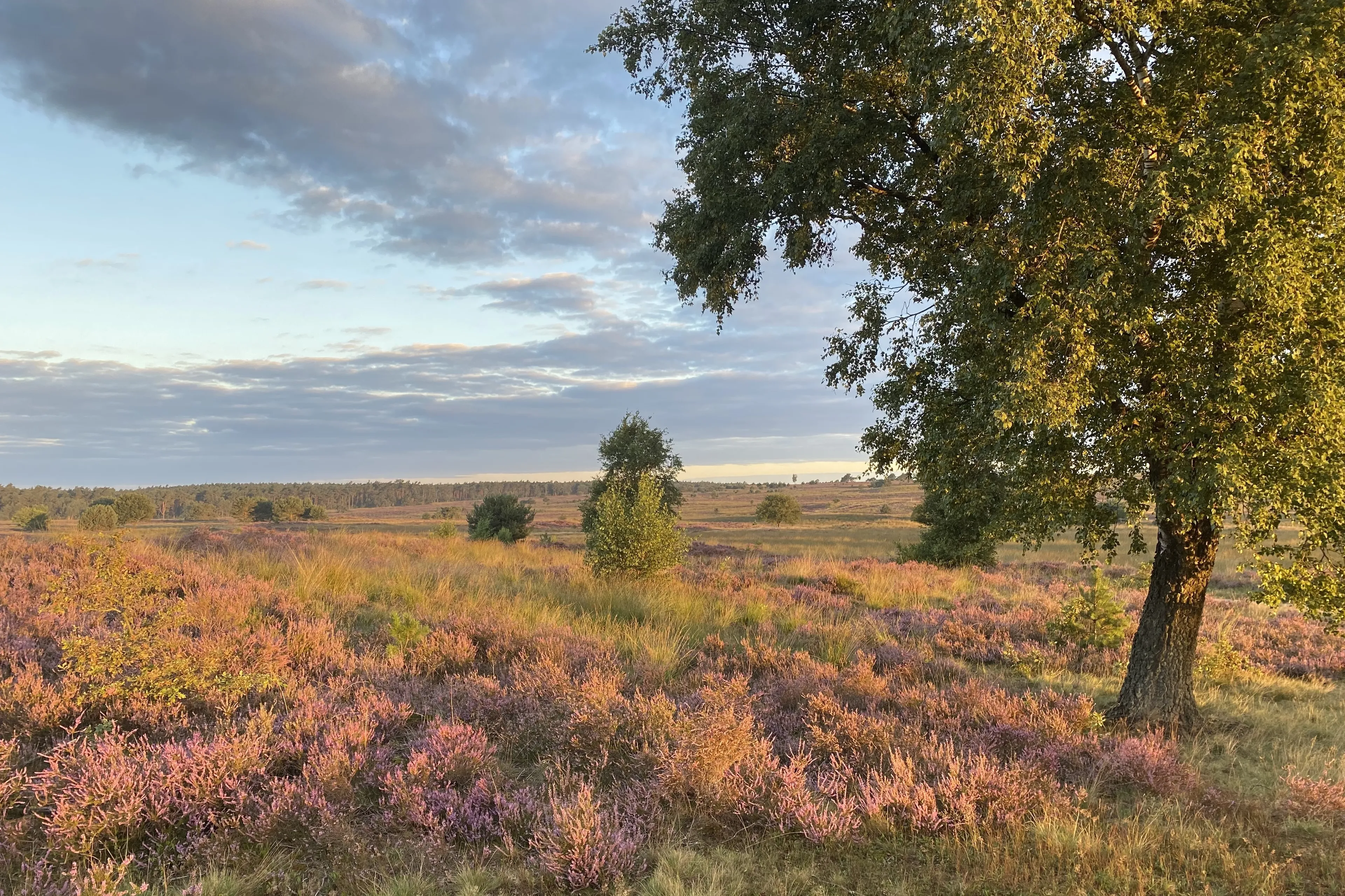 rozendaalse veld
