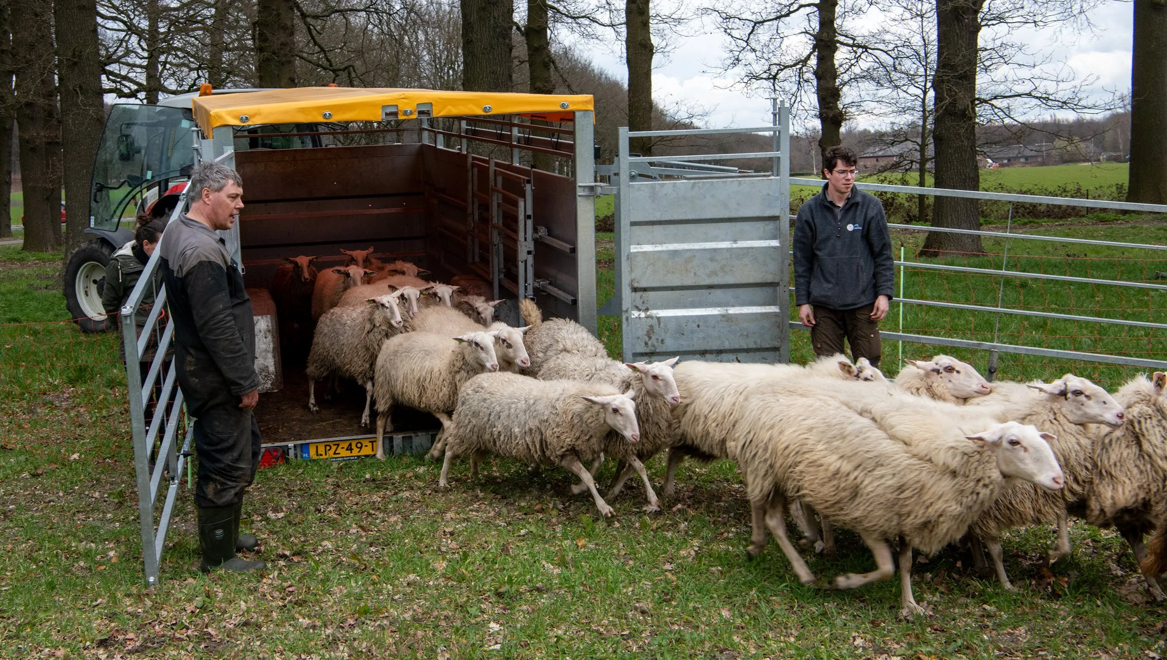 schapen rhedense schaapskudde komen aan bij perceel veluwse winterrogge arjan vennema