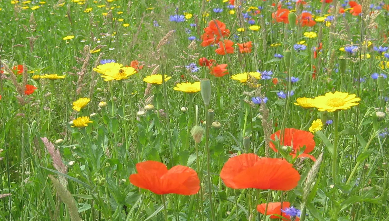 sify81q7imuvliekdz3yqno4z wildebloemen