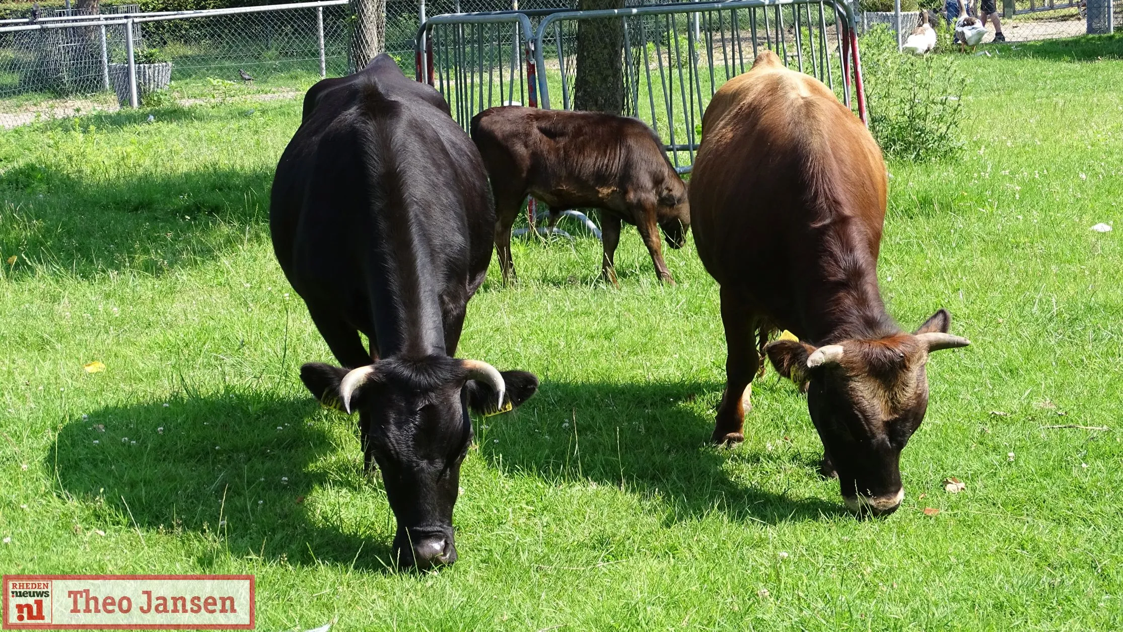 sluiting kinderboerderij rheden 22 06 2019 10