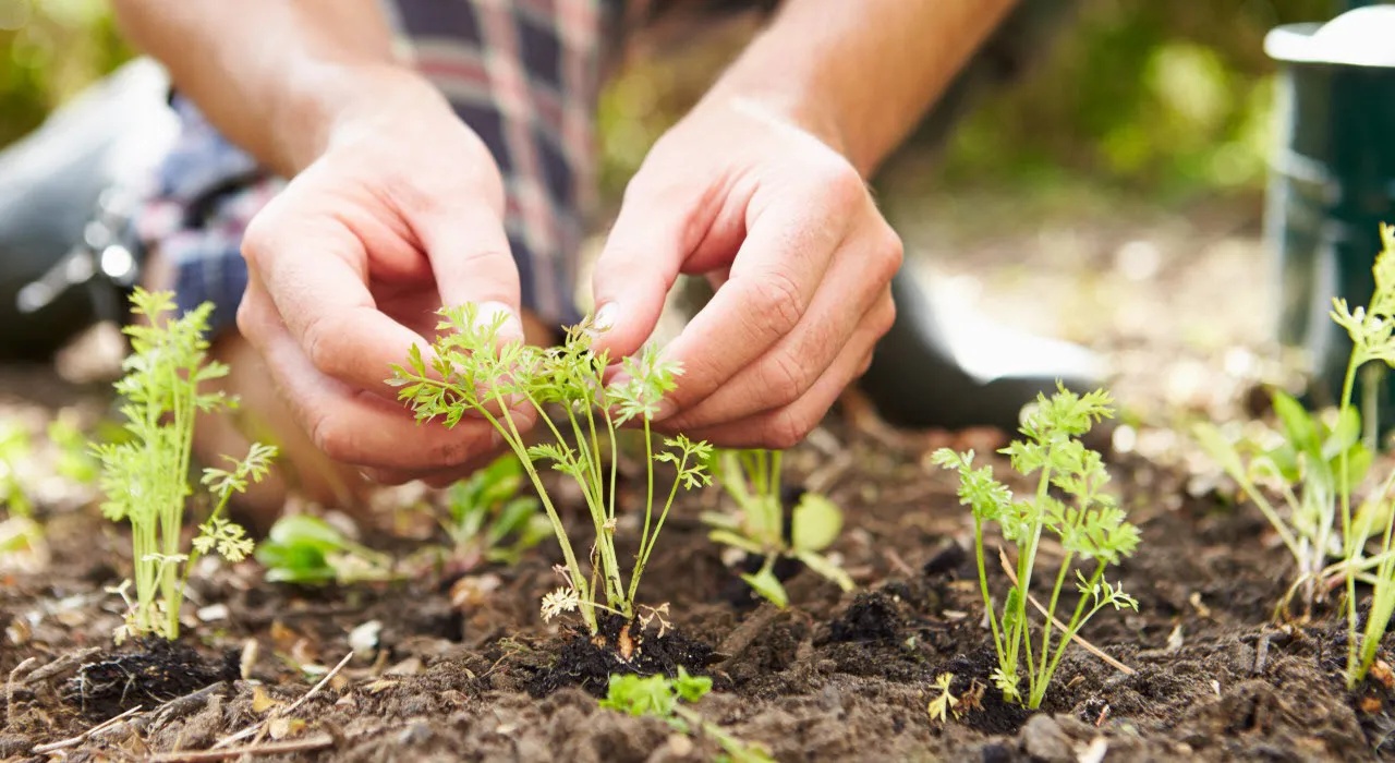 tuinieren moestuin lr foto ivn landelijk