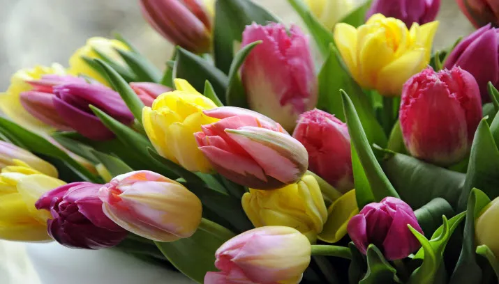 tulpen1