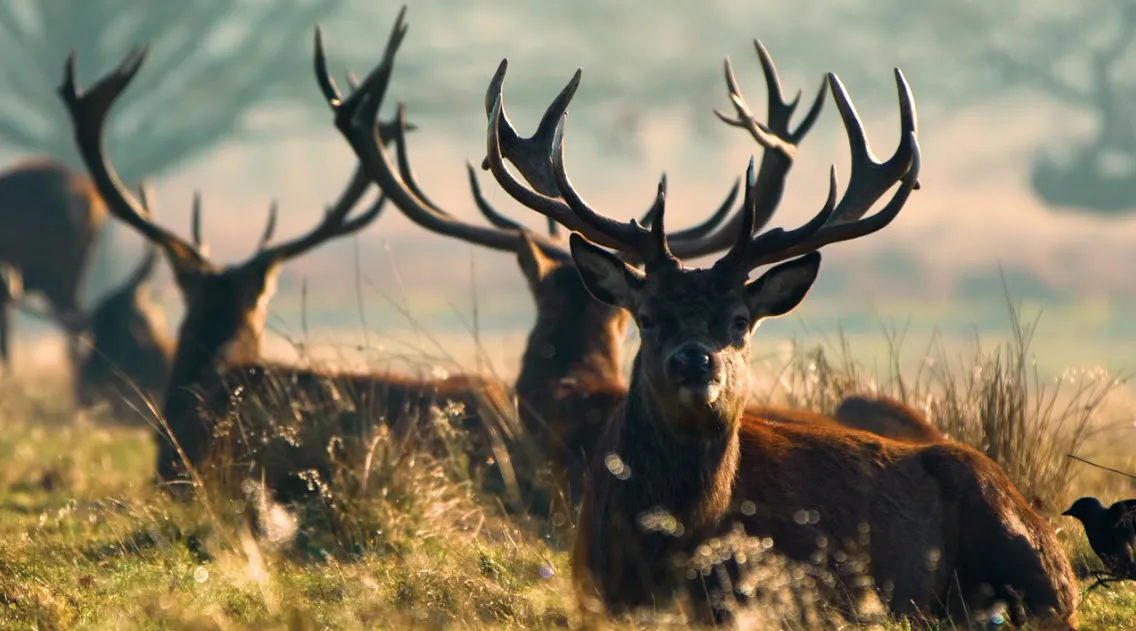 visit veluwe