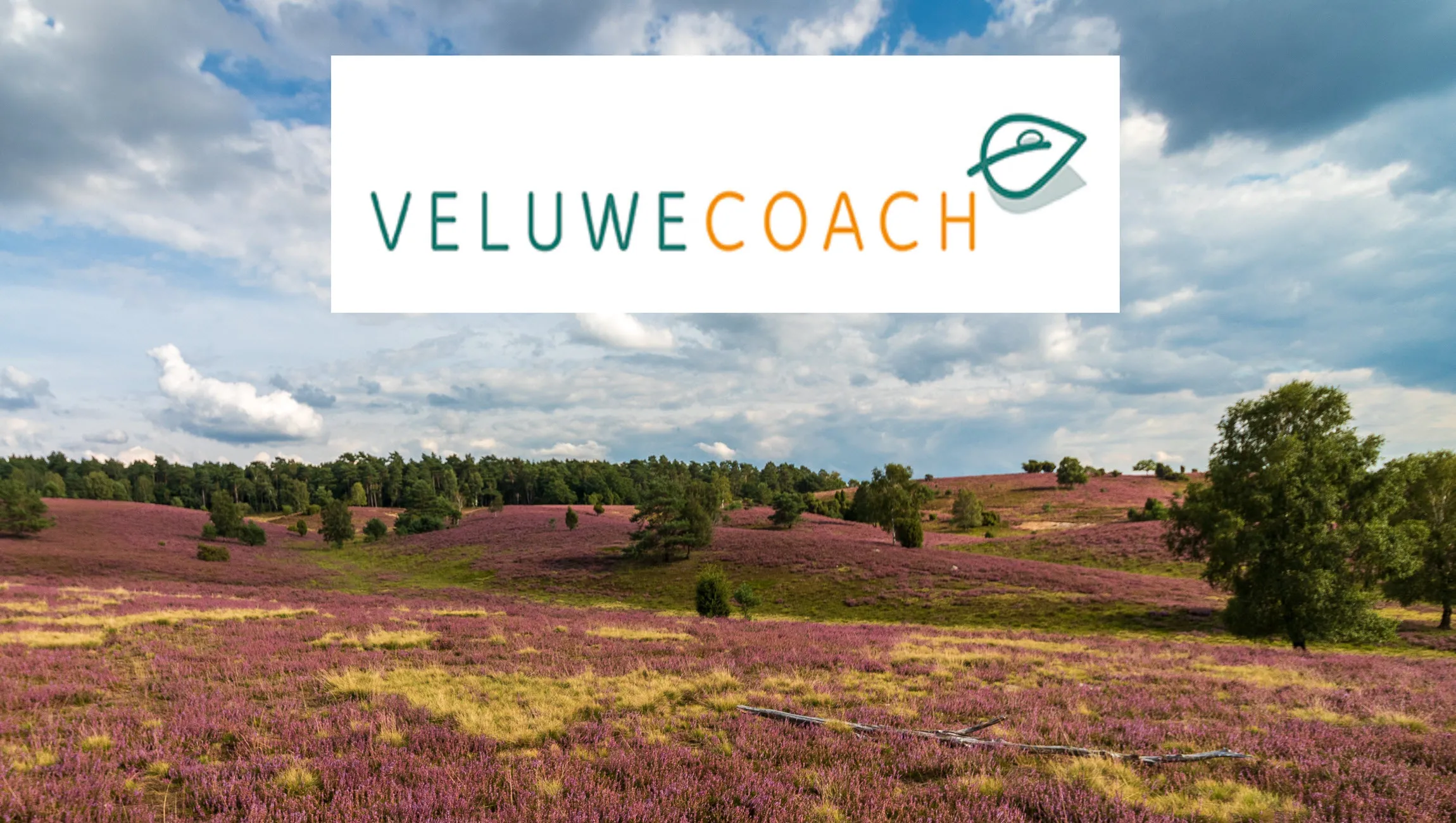 wandelcoaching op de heide veluwecoach helene baarda