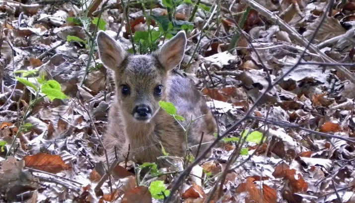 wildspeuren atuurmonumenten