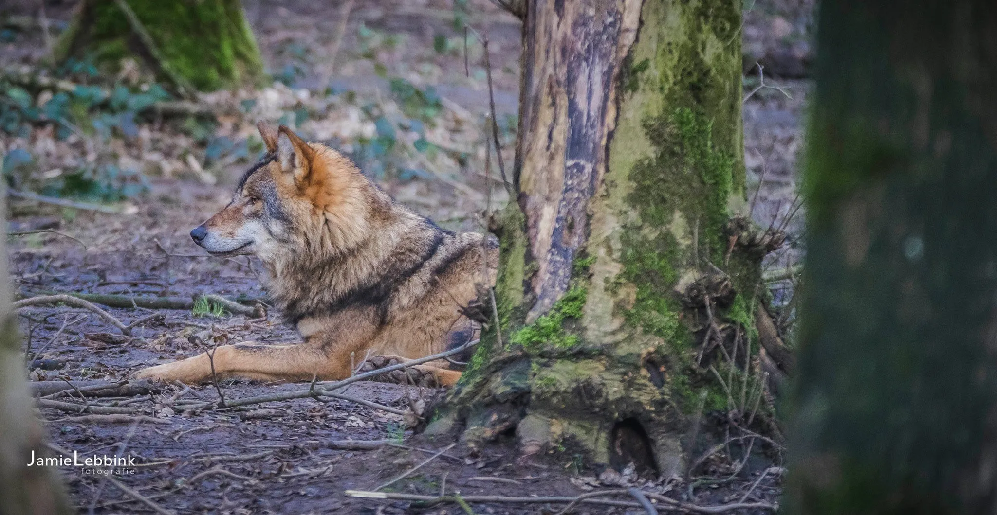 wolf jamie lebbink fotografie