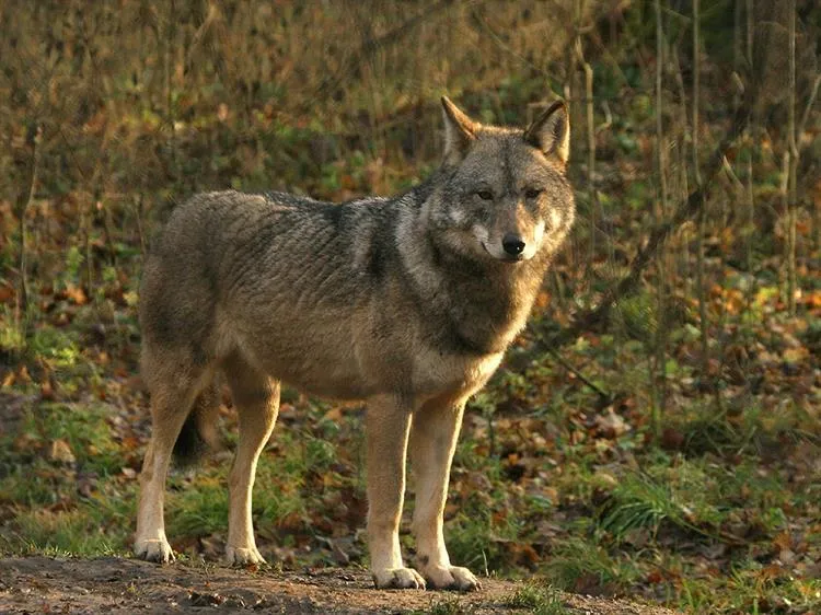 wolfprovinciegelderland