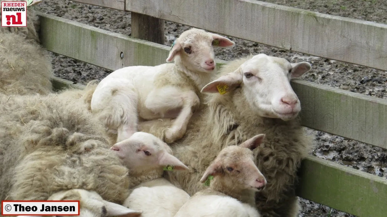 y8nxfo9xnrsifb3xxhllgyc2o 2014 03 01 adopteren lammetjes rhedense schaapskudde theo008