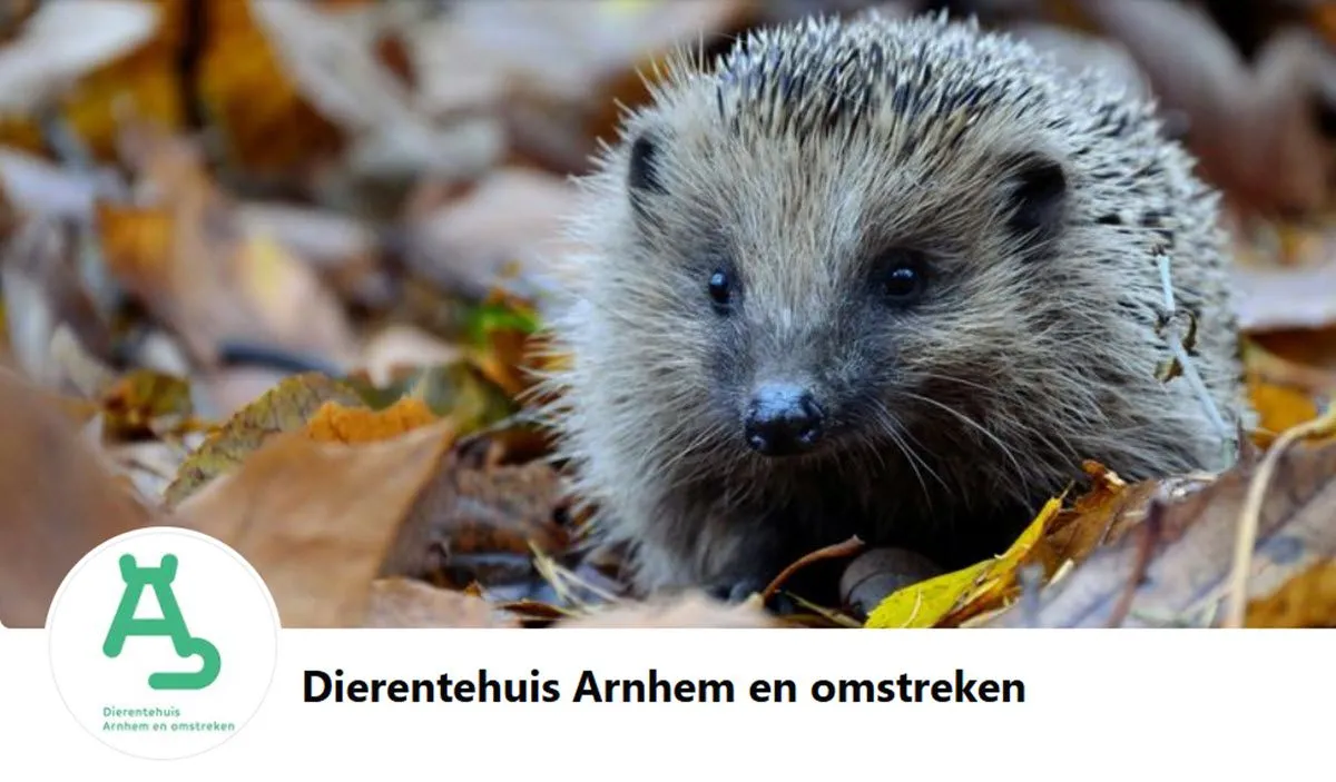 HELP:  Ben jij nieuwe vrijwilliger voor de dieren bij Dierentehuis Arnhem en omstreken?