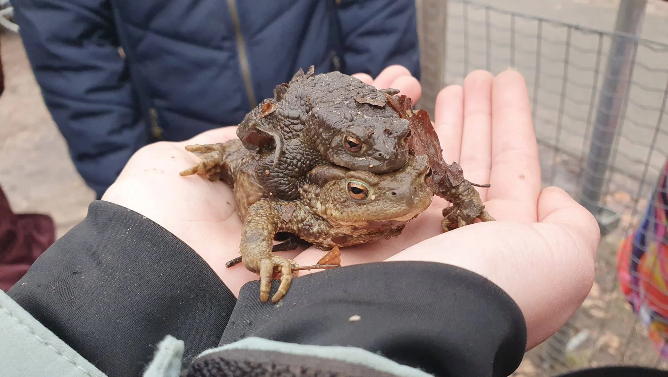 01 vrijwilligers gezocht voor paddentrek in rheden
