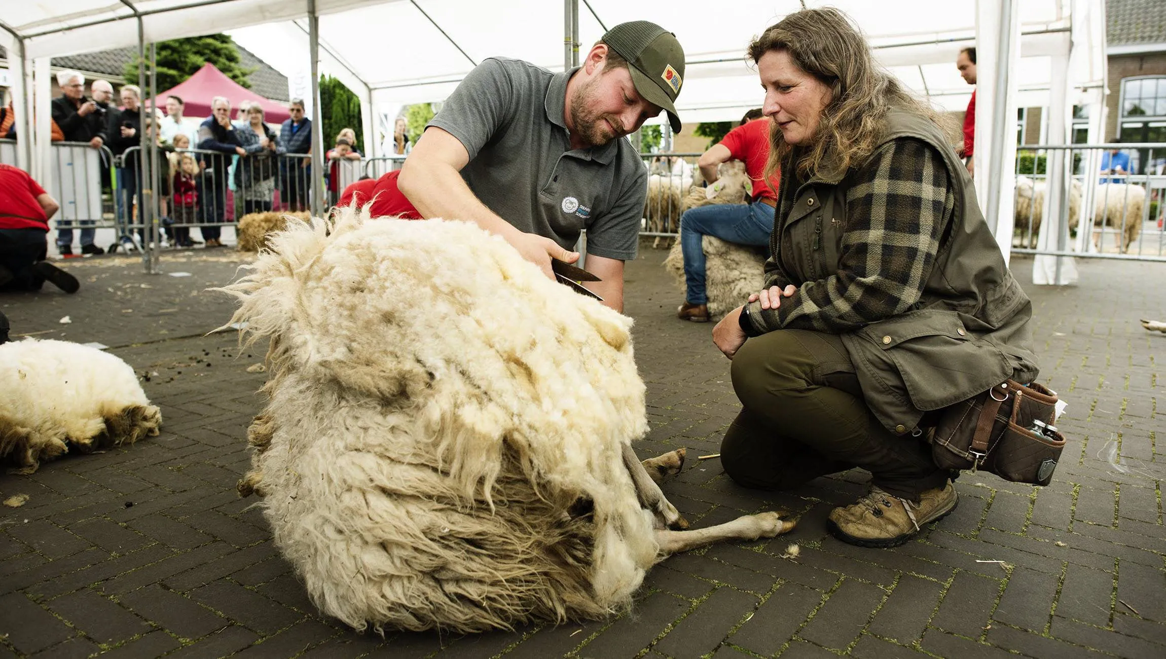 bonte schaap festival 2025