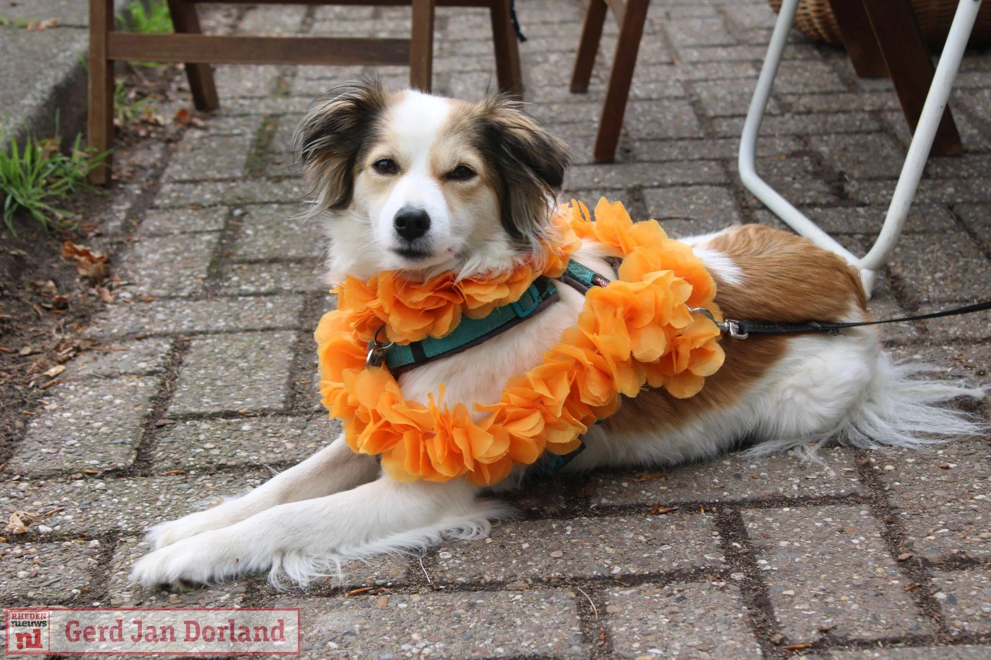 koningsdag velp 26 04 2025 11