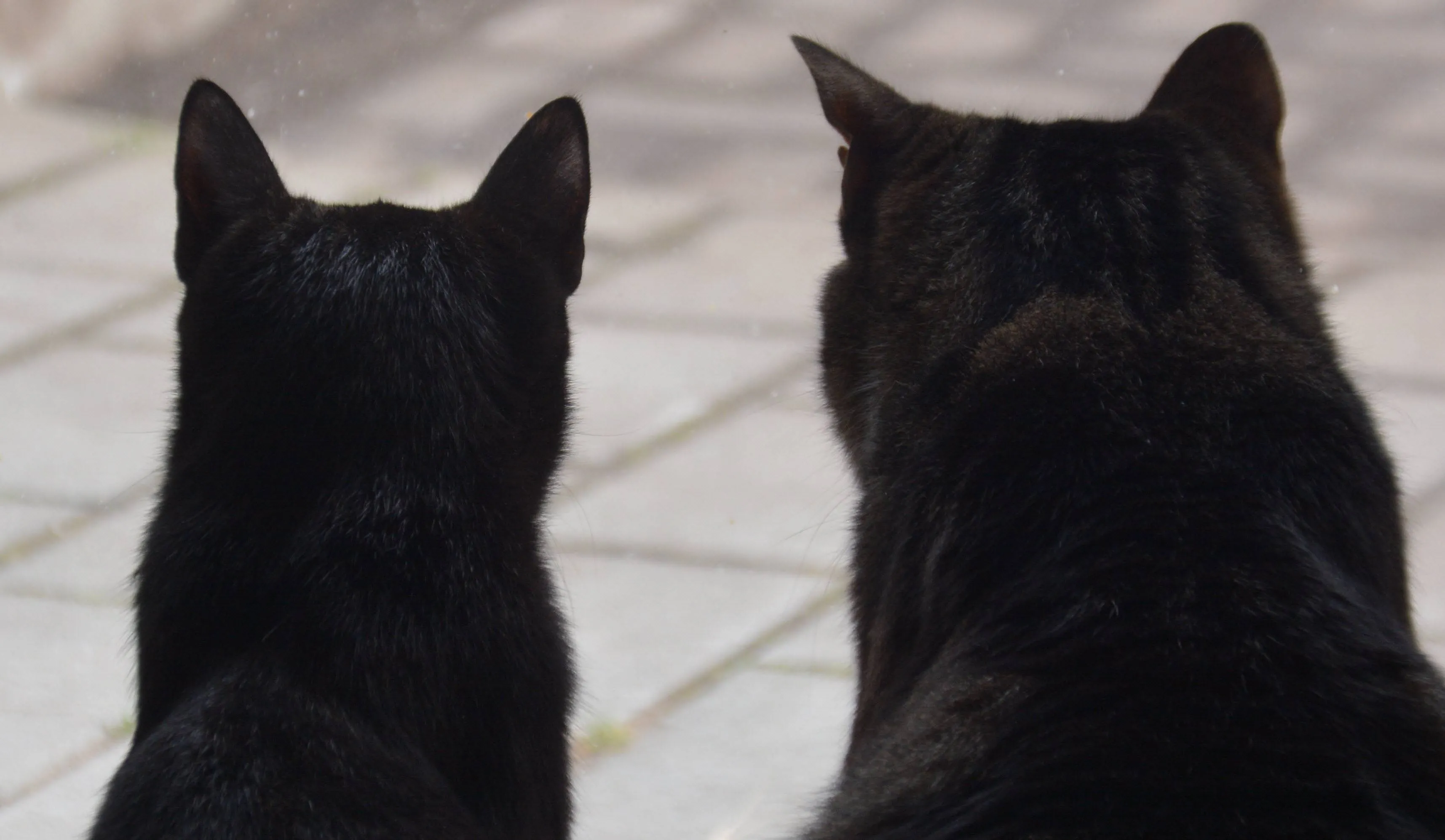 Vriendjes voor het leven - katten
