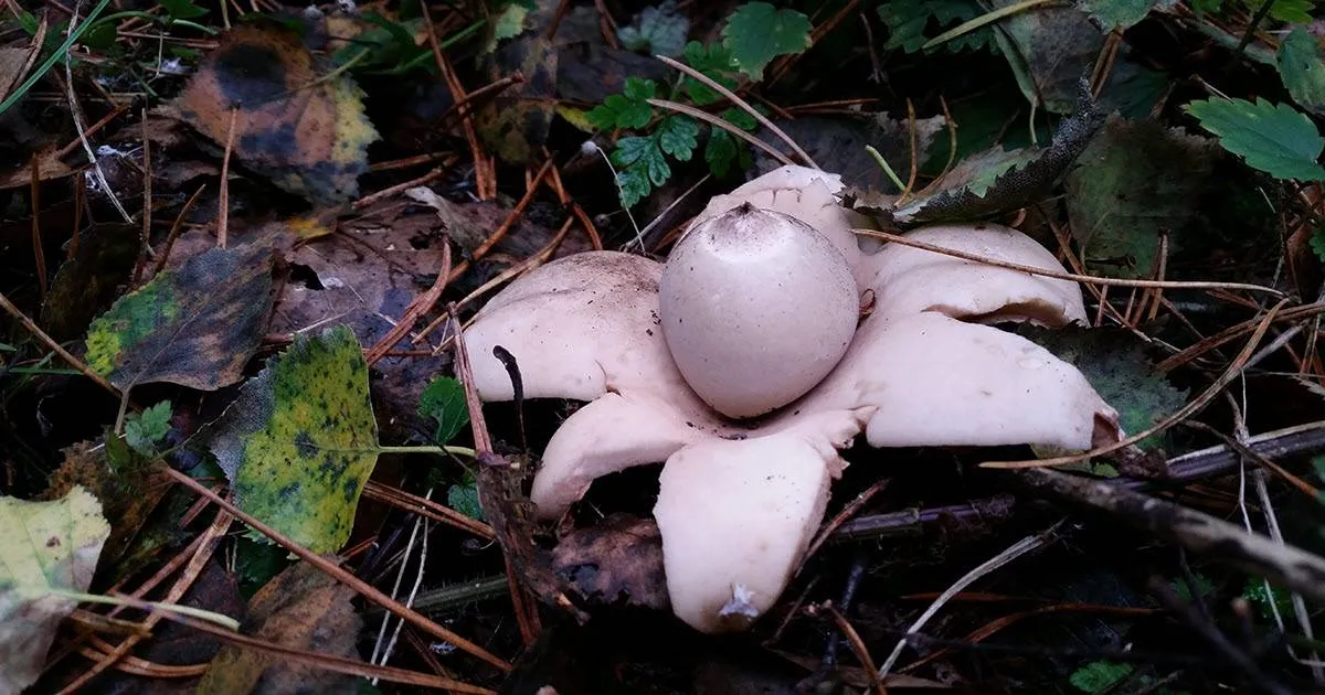 Gekraagde Aardster - IVN Oost-Veluwezoom