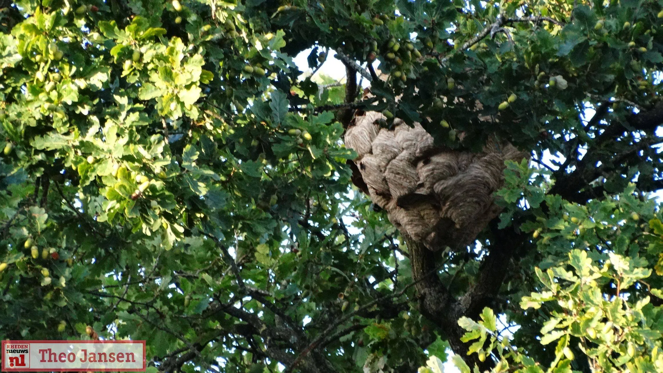 Groot nest Aziatische hoornaar verwijderd in Velp 02-09-2025 (0)