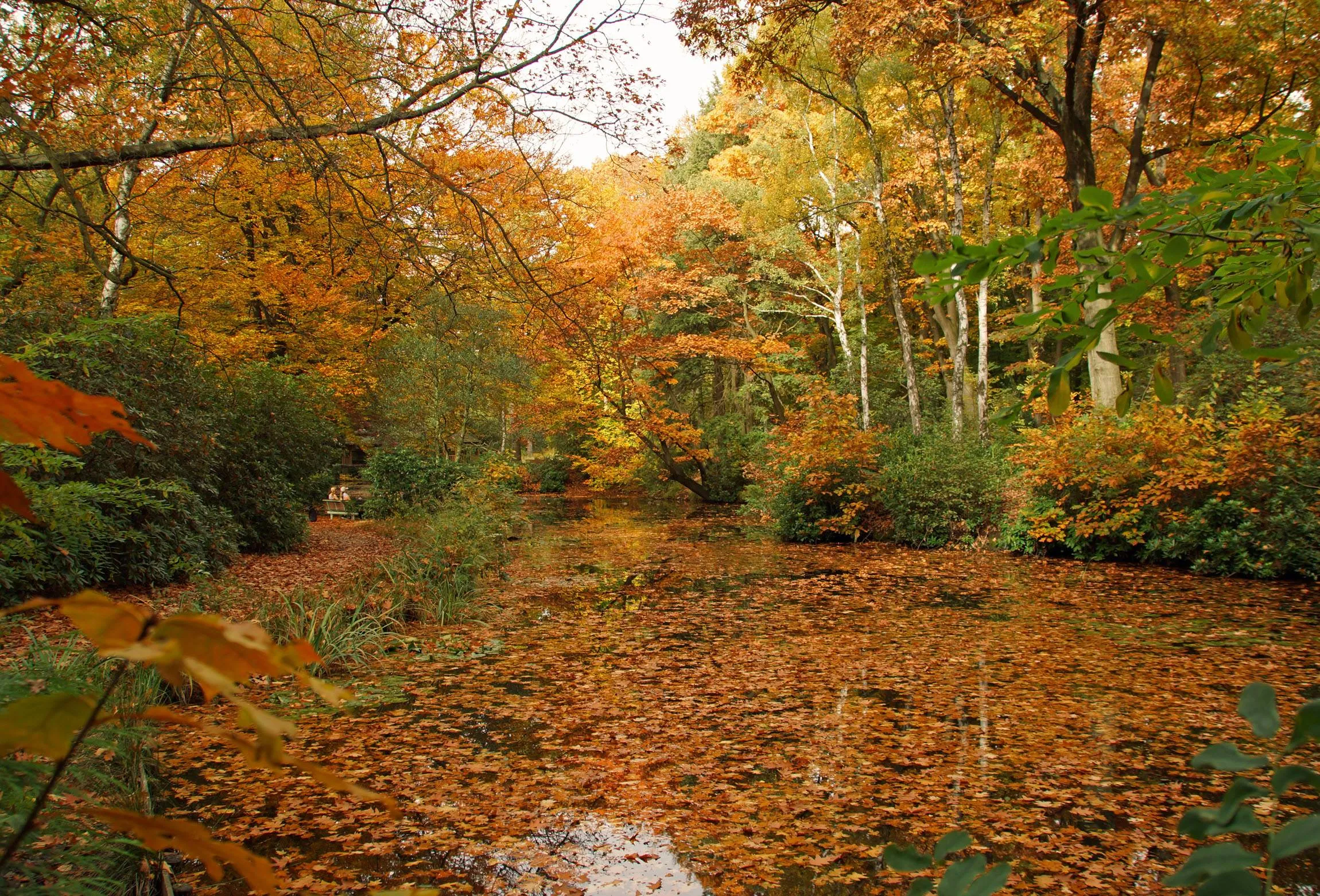 Vijver Landgoed Larenstein - IVN Oost-Veluwezoom
