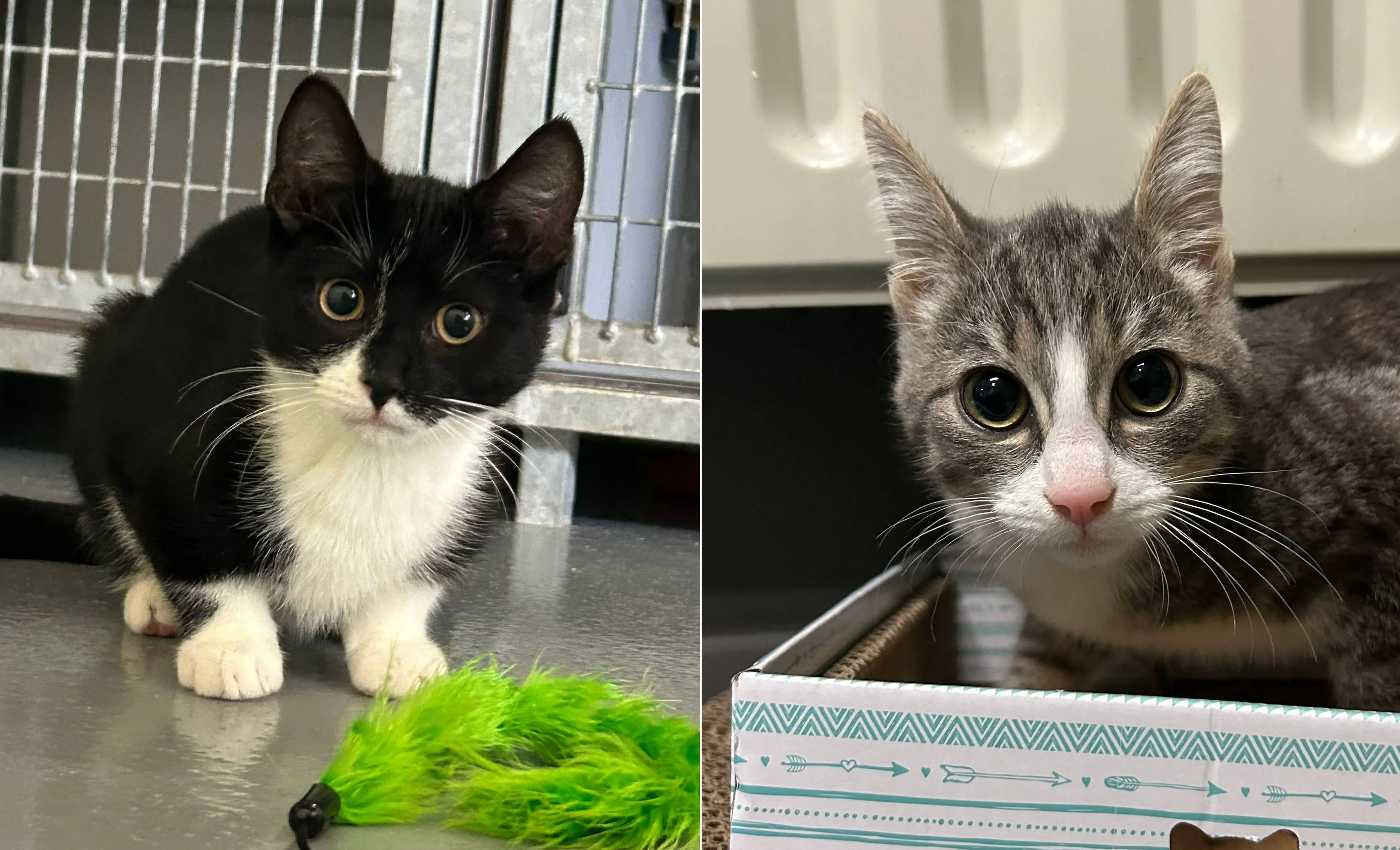 Huisdier van de Week - Indy&Domino - Dierentehuis Arnhem en omstreken