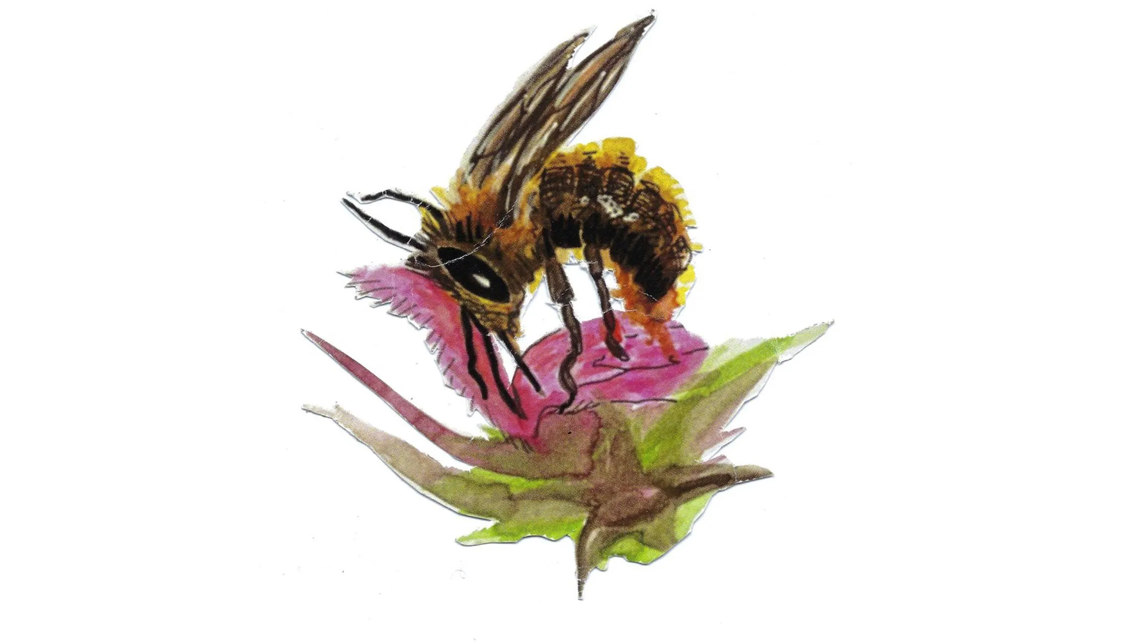 Logo Bijenlint - IVN Oost-Veluwezoom