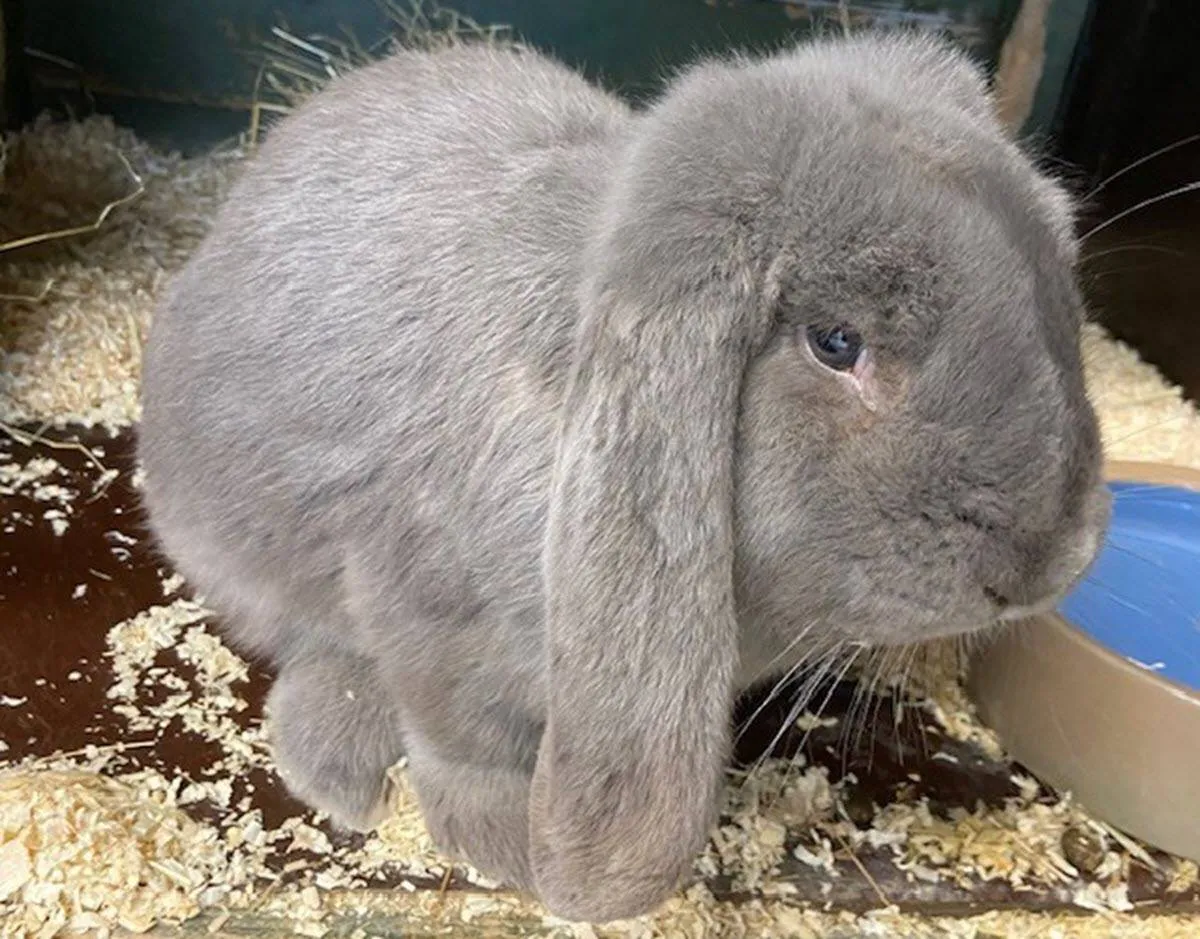 Huisdier van de Week - Lovie - Dierentehuis Arnhem en omstreken (2)