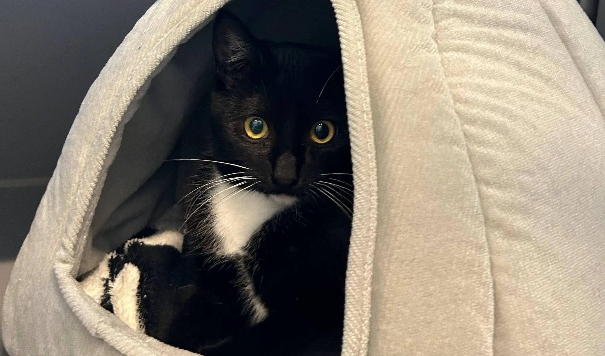 Rocco - Huisdier van de Week - Dierentehuis Arnhem en omstreken