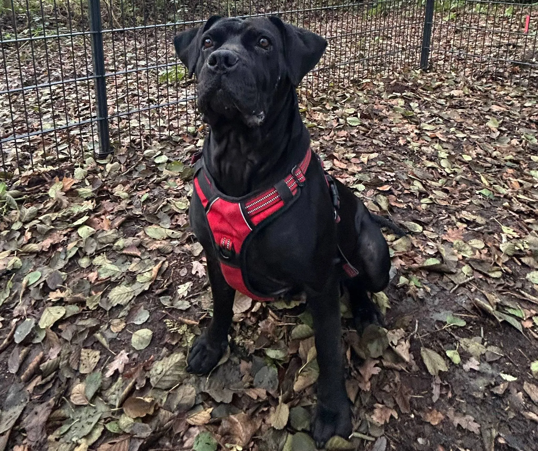 Bailey - Huisdier van de Week - Dierentehuis Arnhem en omstreken