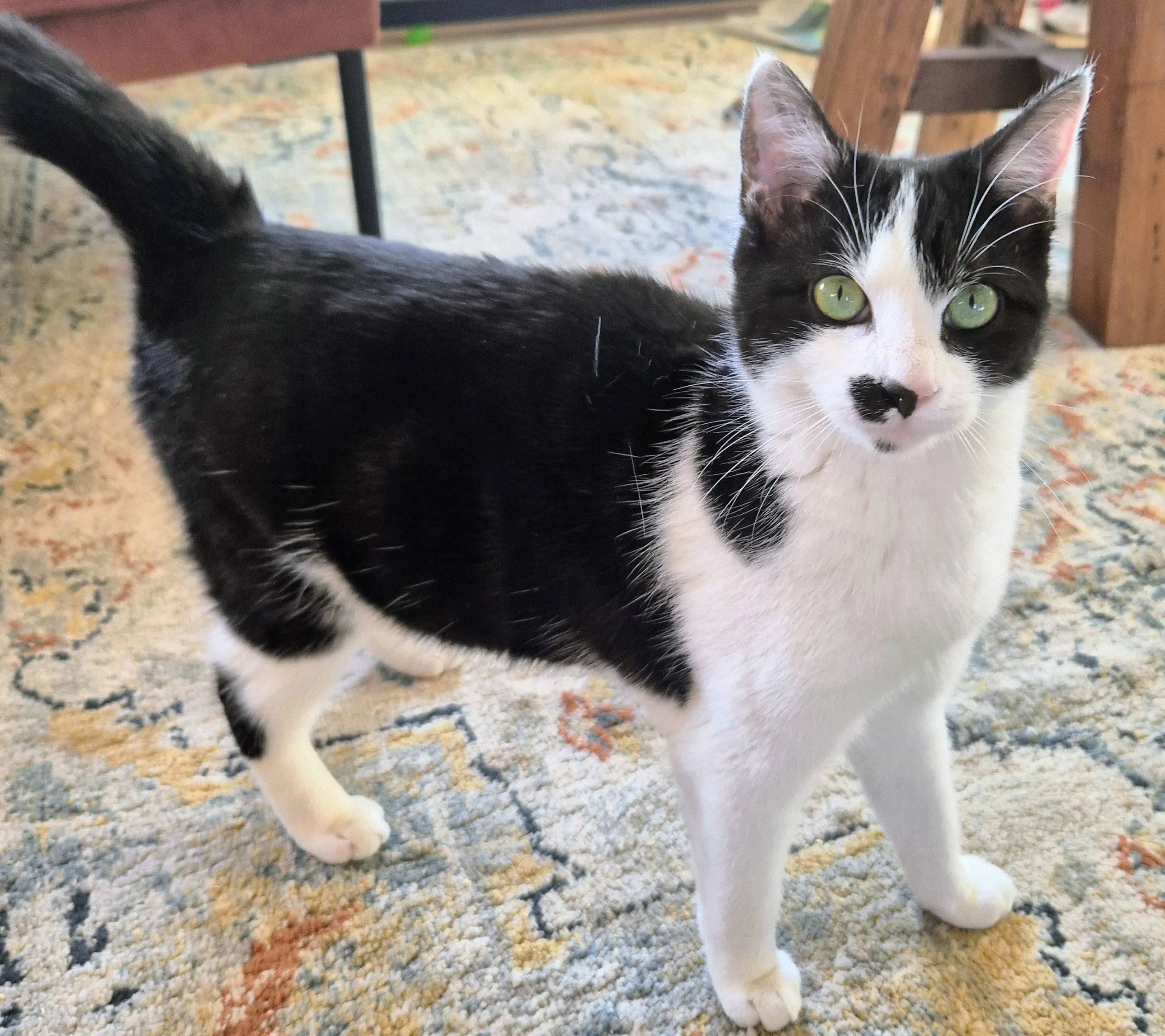 Huisdier van de Week - Bente - Dierentehuis Arnhem en omstreken