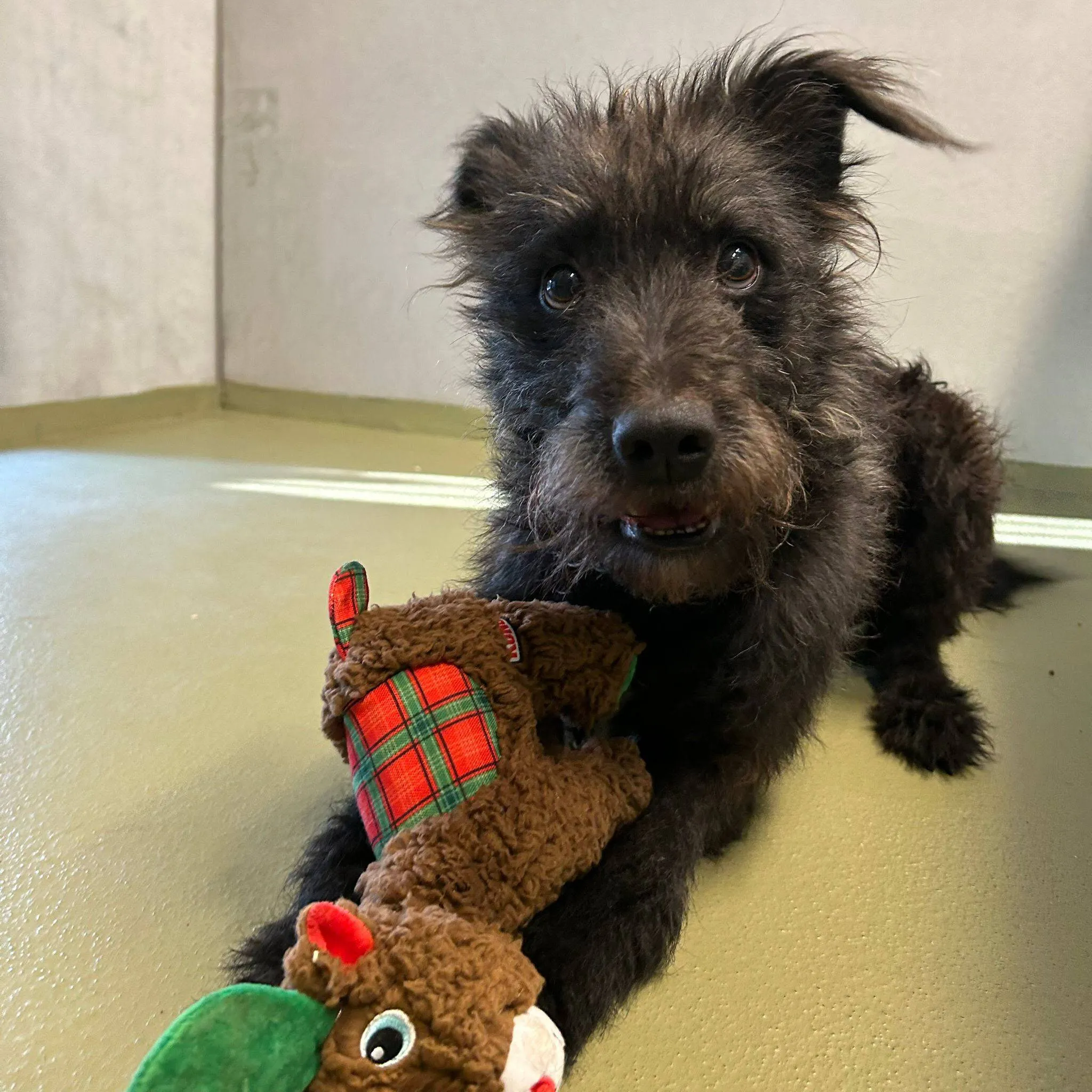 Huisdier van de Week - Bono - Dierentehuis Arnhem en omstreken