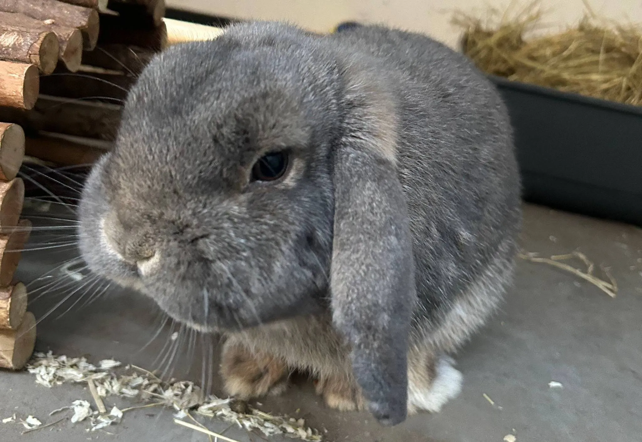 Rik - Huisdier van de Week - Dierentehuis Arnhem en omstreken